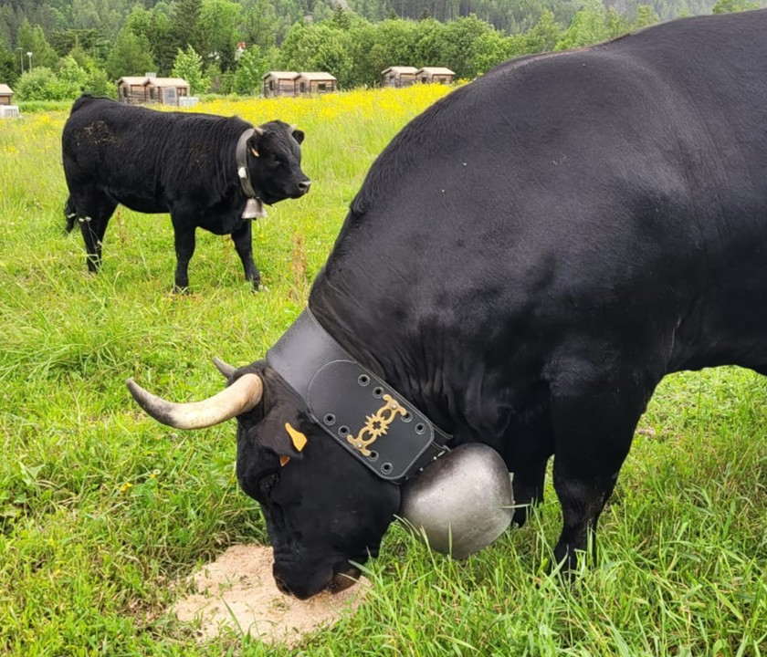 Collier Renforcé Bovin